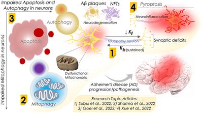 Editorial: Apoptosis, autophagy, and mitophagy dysfunction in Alzheimer's disease: Evolving emergence and mechanisms